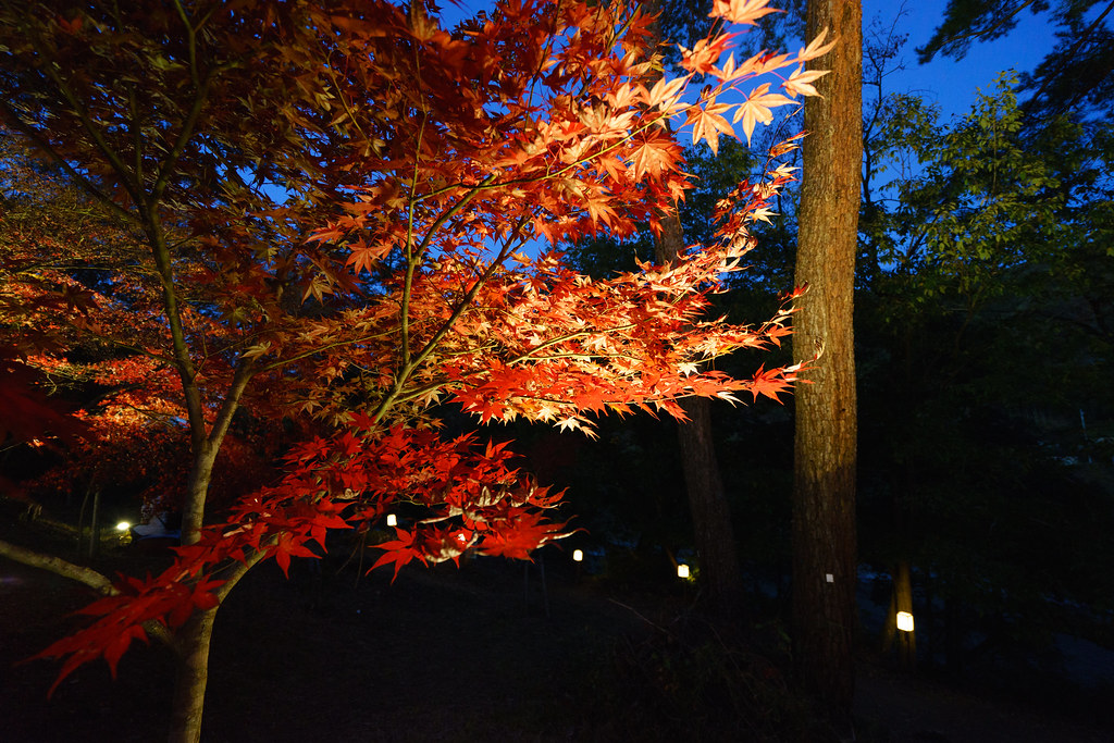 ライトアップされた月の石もみじ公園