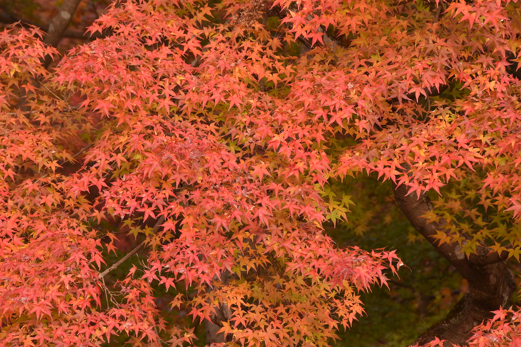 秋の紅葉が美しい長野の観光スポットのイメージ画像