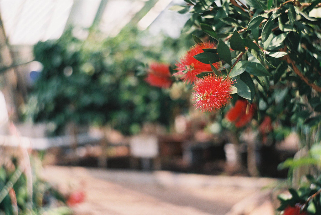 函館市熱帯植物園にさく赤色の花