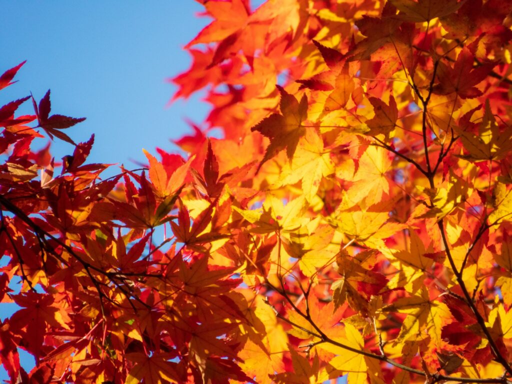 栃木の唐沢山城跡の紅葉のイメージ