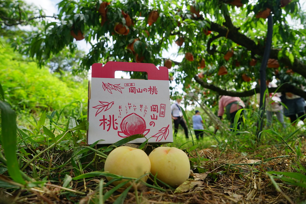 岡山の桃農園と白桃のイメージ画像