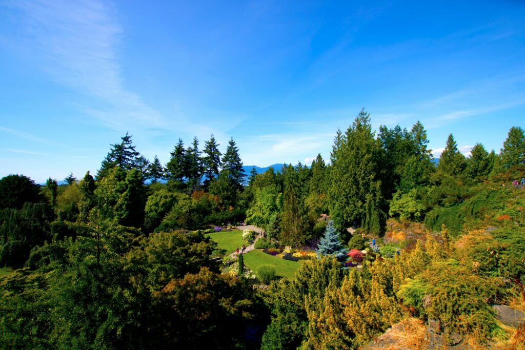 a landscape with trees and bushes