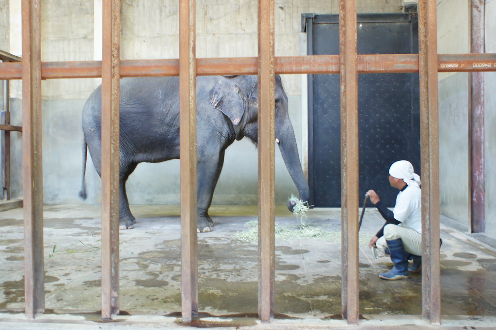 宮崎の観光スポット・フェニックス自然動物園のゾウ