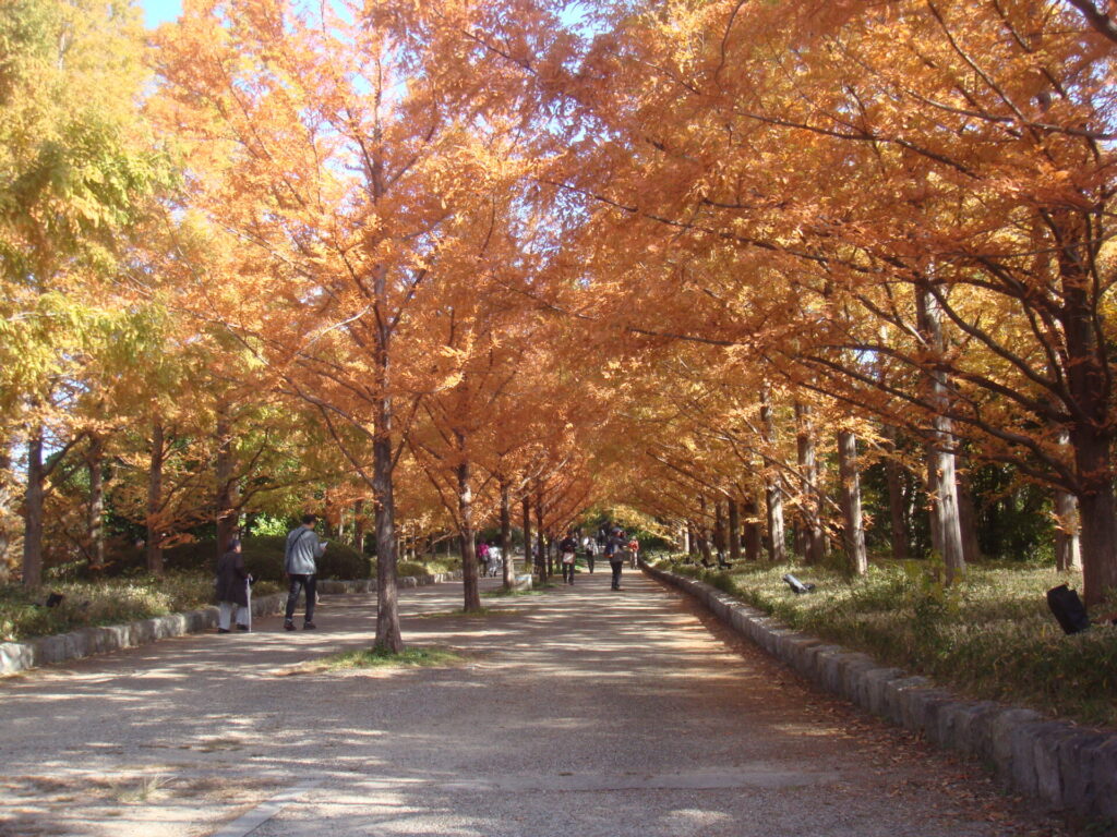 色とりどりに色づくメタセコイア並木の紅葉