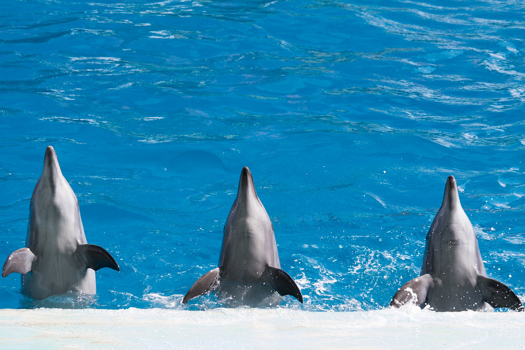 東海地方の観光スポット、名古屋港水族館のイルカショー