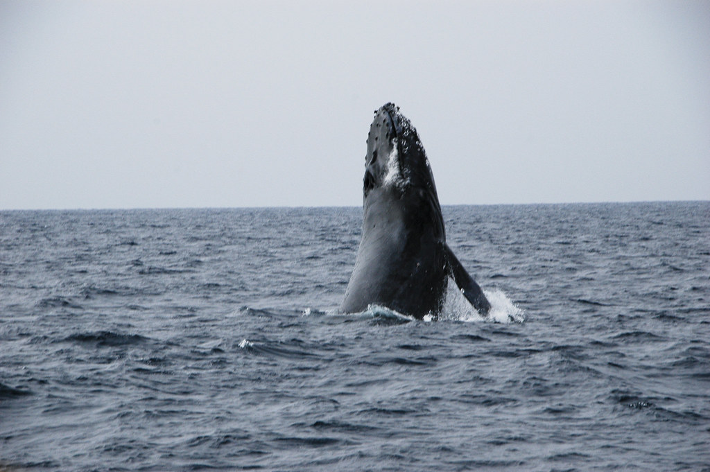 ザトウクジラのホエールウォッチング