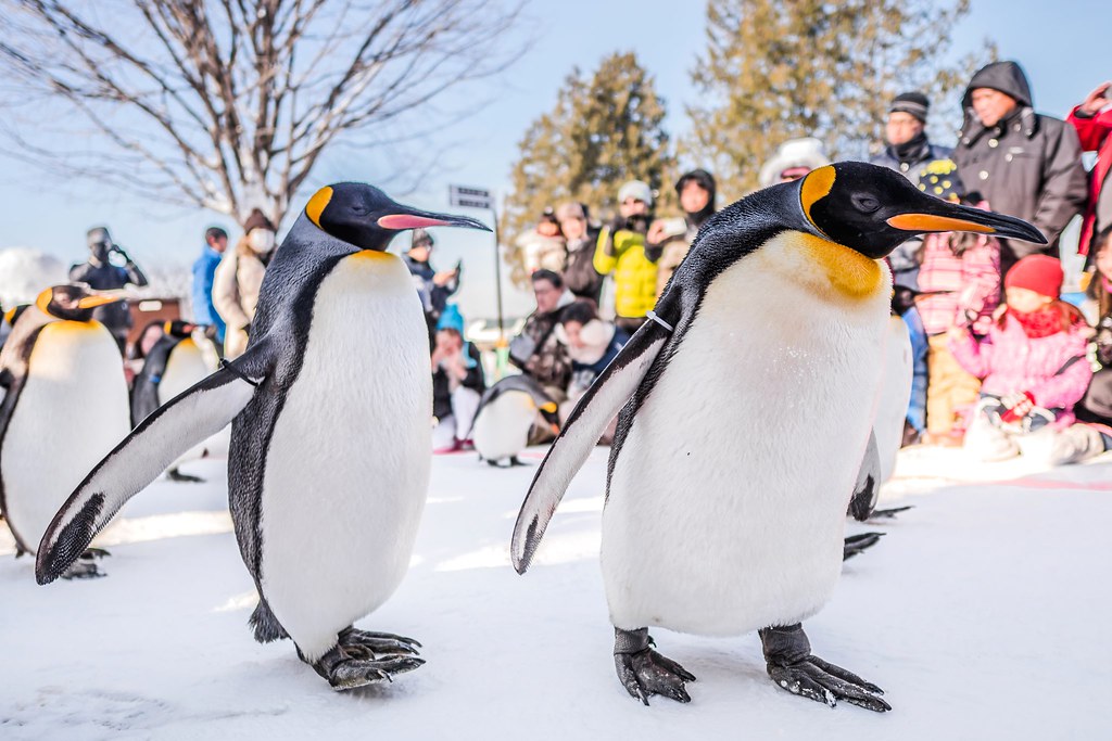 旭山動物園：ペンギンの散歩