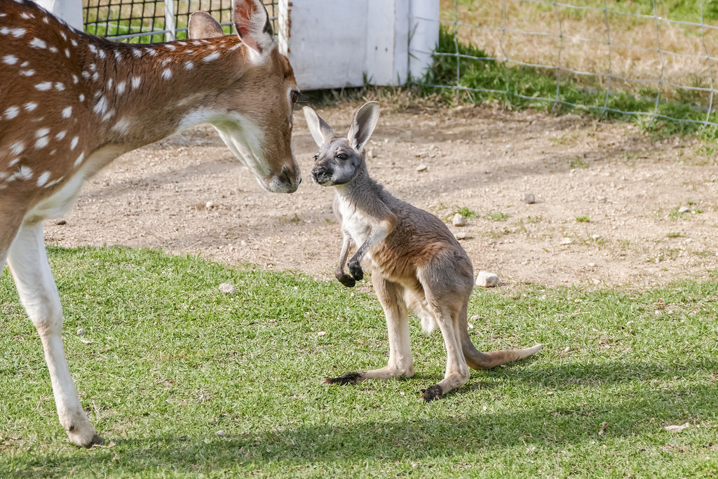 神戸どうぶつ王国でカンガルーの赤ちゃんとたわむれるシカ