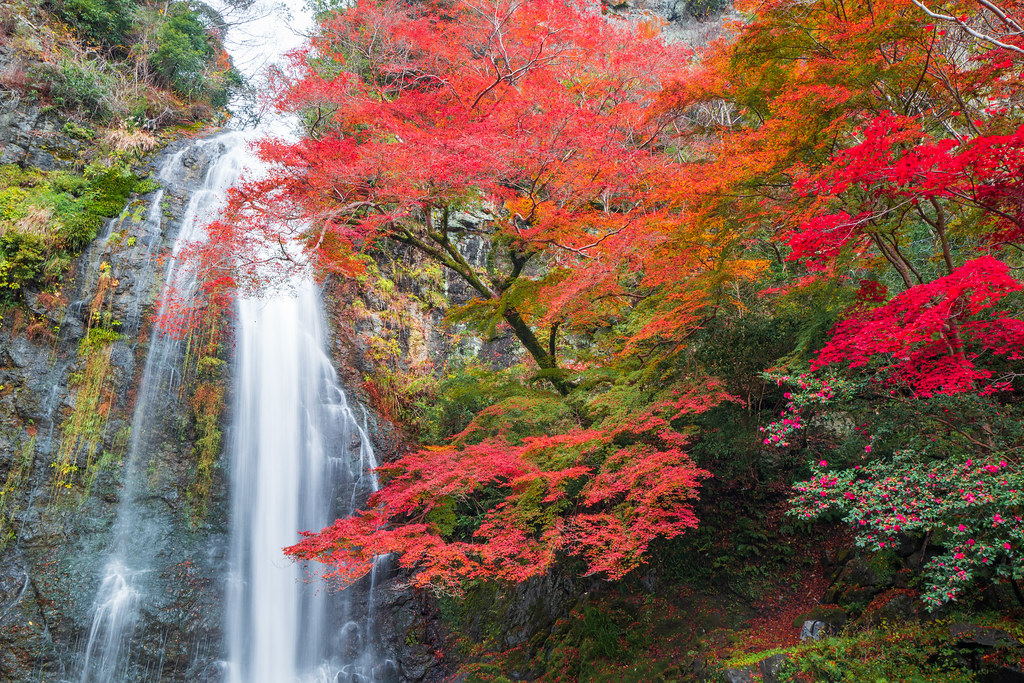 箕面大滝を眺めながら見る紅葉