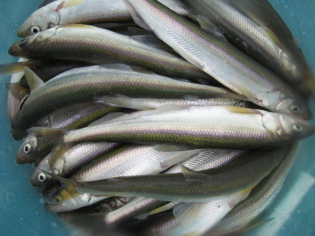 桧原湖でのワカサギ釣りイメージ画像