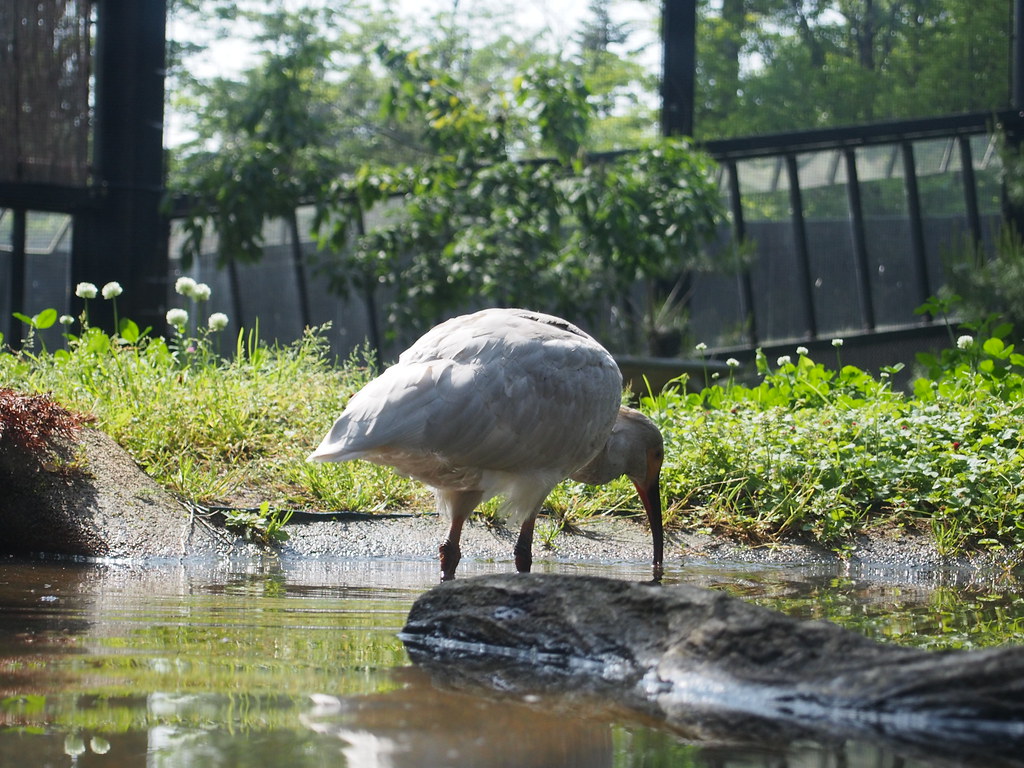 新潟県佐渡市に位置する自然豊かな公園・トキの森公園