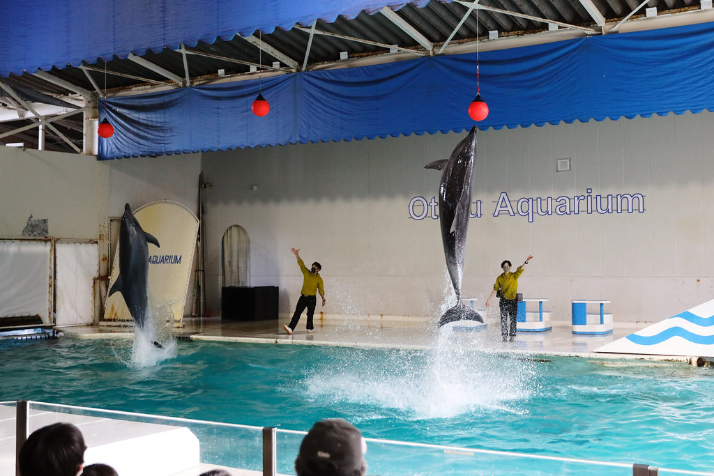 小樽の観光スポット・おたる水族館のイルカショー