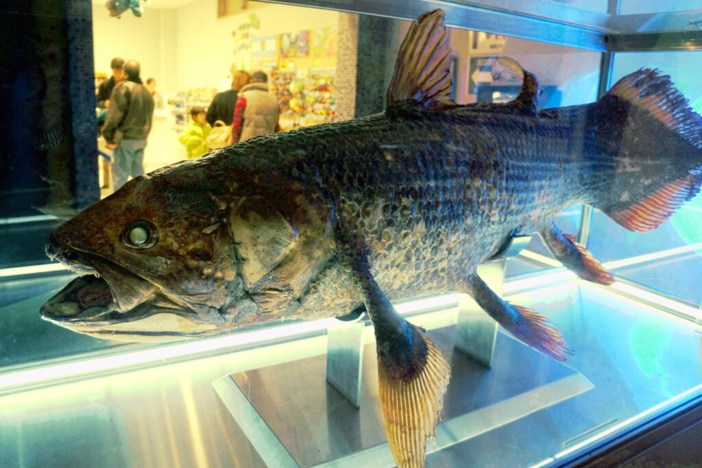 沼津港深海水族館のシーラカンスミュージアムに展示されているシーラカンスの標本