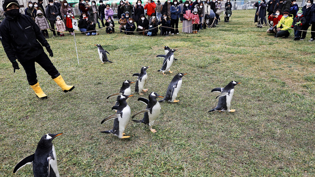 おたる水族館の人気イベント・ペンギンの散歩