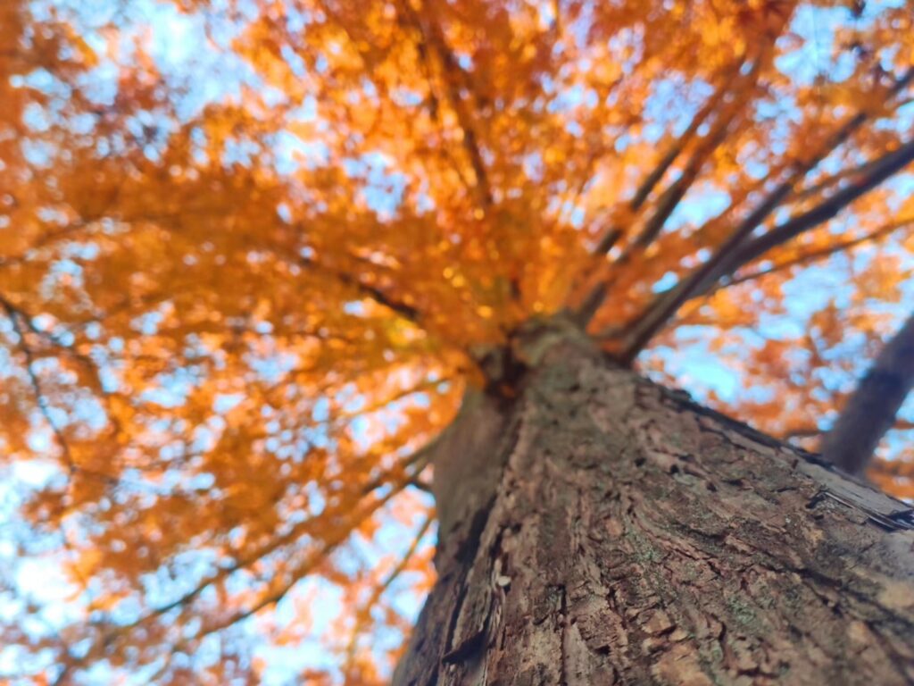 秋の秩父、長瀞渓谷の紅葉