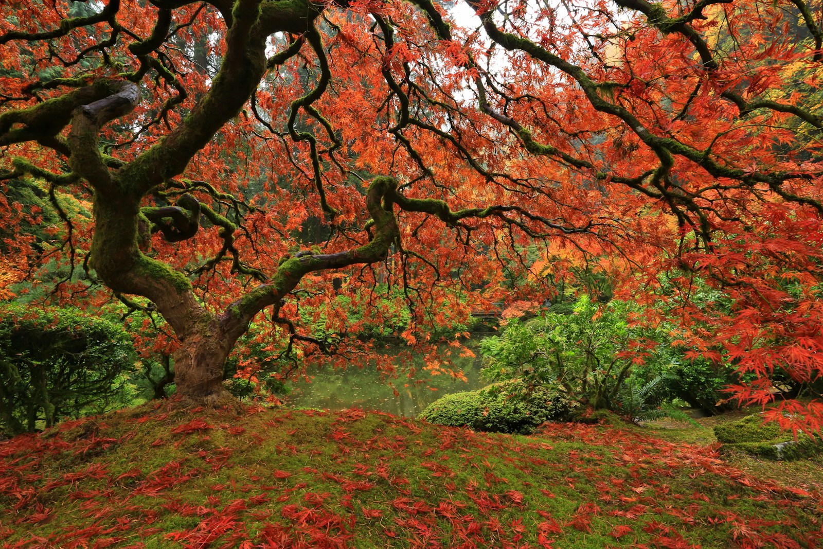 北海道の紅葉の様子