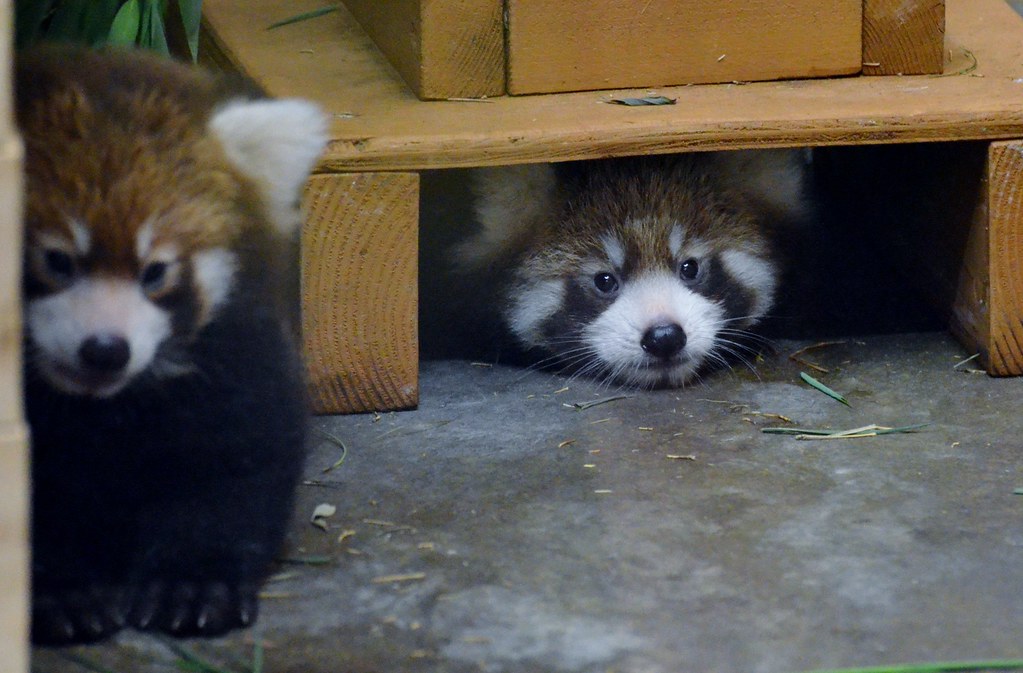 那須どうぶつ王国のレッサーパンダ