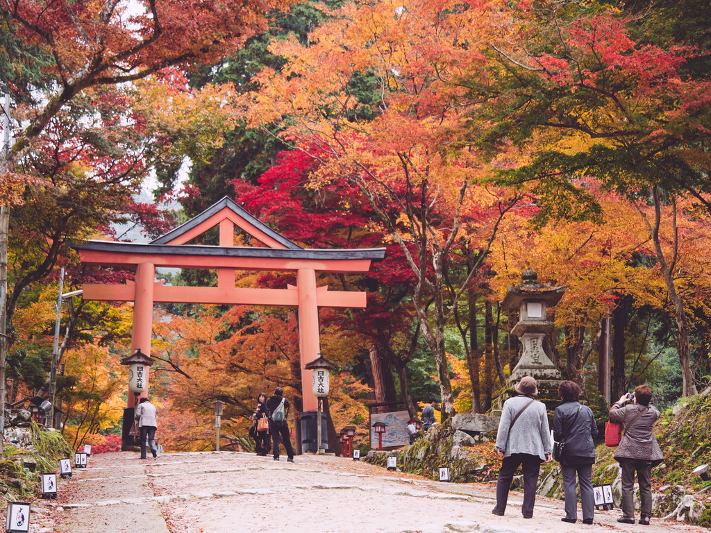 真っ赤に色づく紅葉と日吉大社のコラボレーション