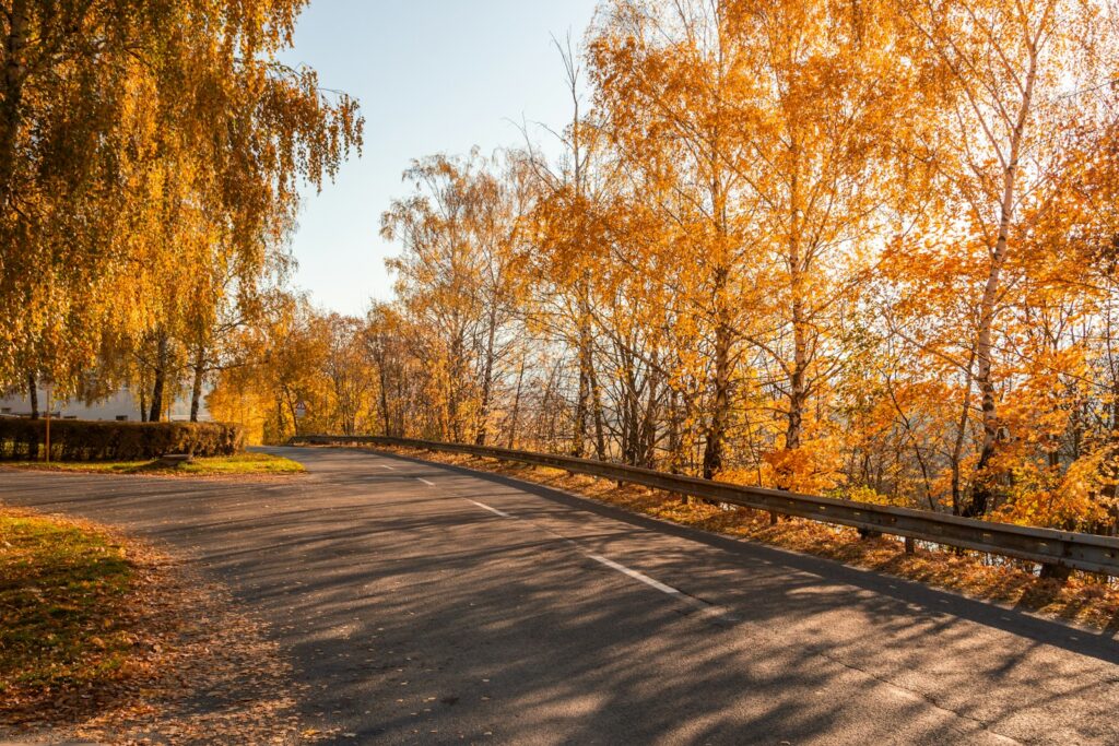 a road surrounded by trees with yellow leaves