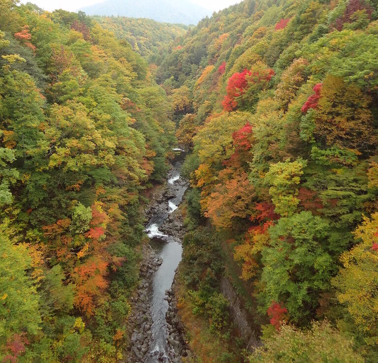 渓谷全体が鮮やかな紅葉に包まれる中津川渓谷