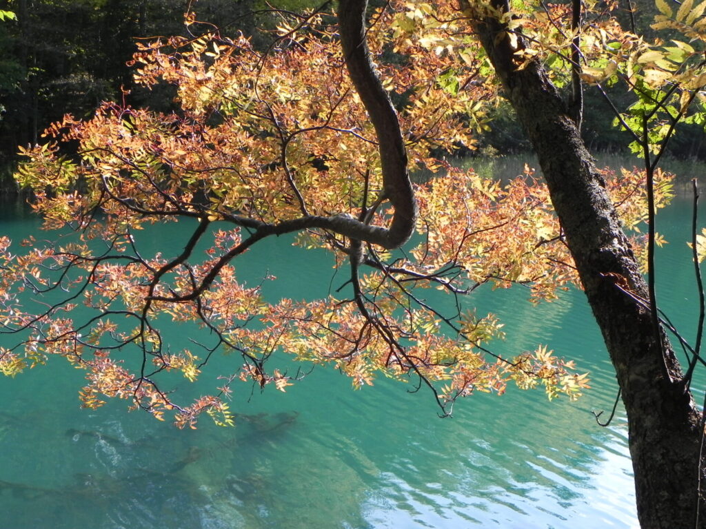 オンネトーの紅葉と水面