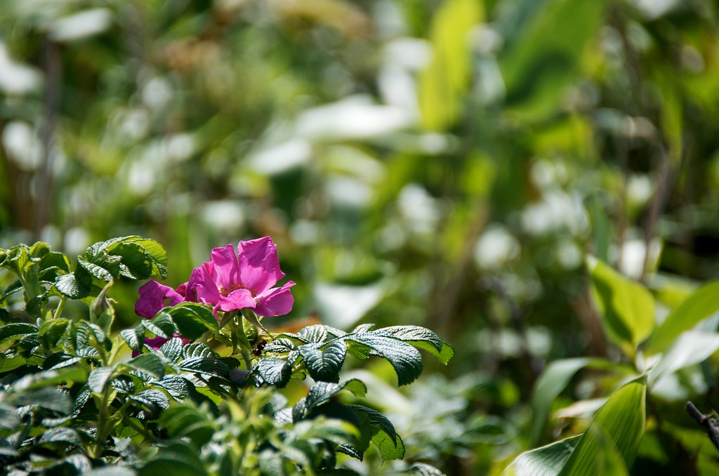 オムサロ原生花園に咲くハマナスの花イメージ画像