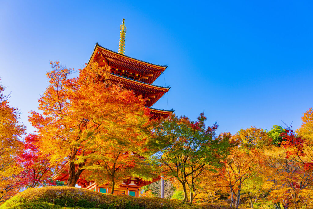 成相寺の五重塔と紅葉