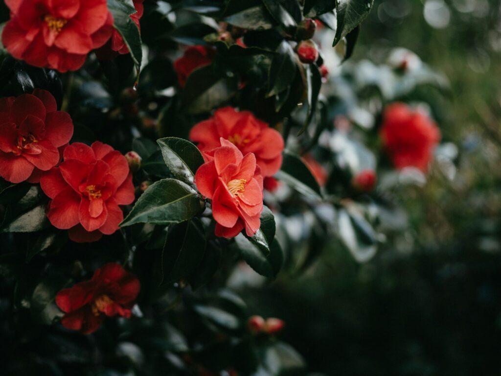 能古島で楽しめる冬の花椿のイメージ