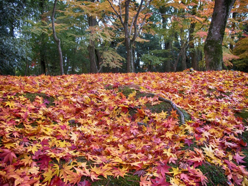 a field full of leaves with trees in the background