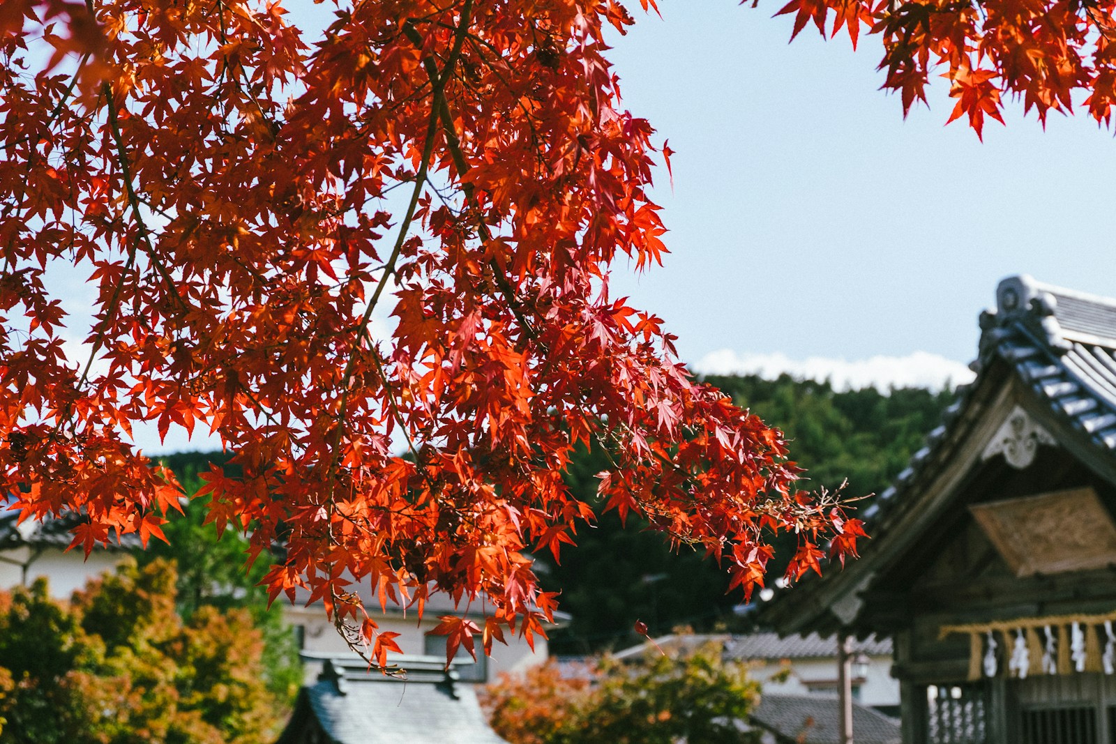 紅葉と日本の寺