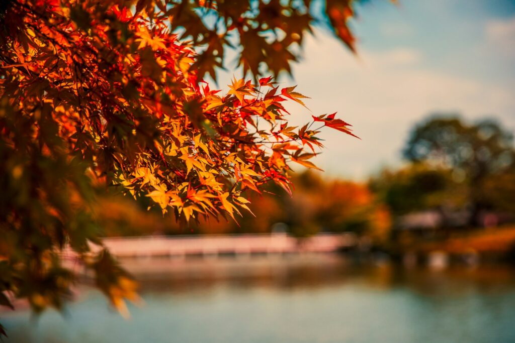 琵琶湖周辺にある紅葉がきれいな鶏足寺