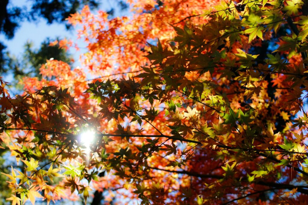 秋晴れの中の紅葉