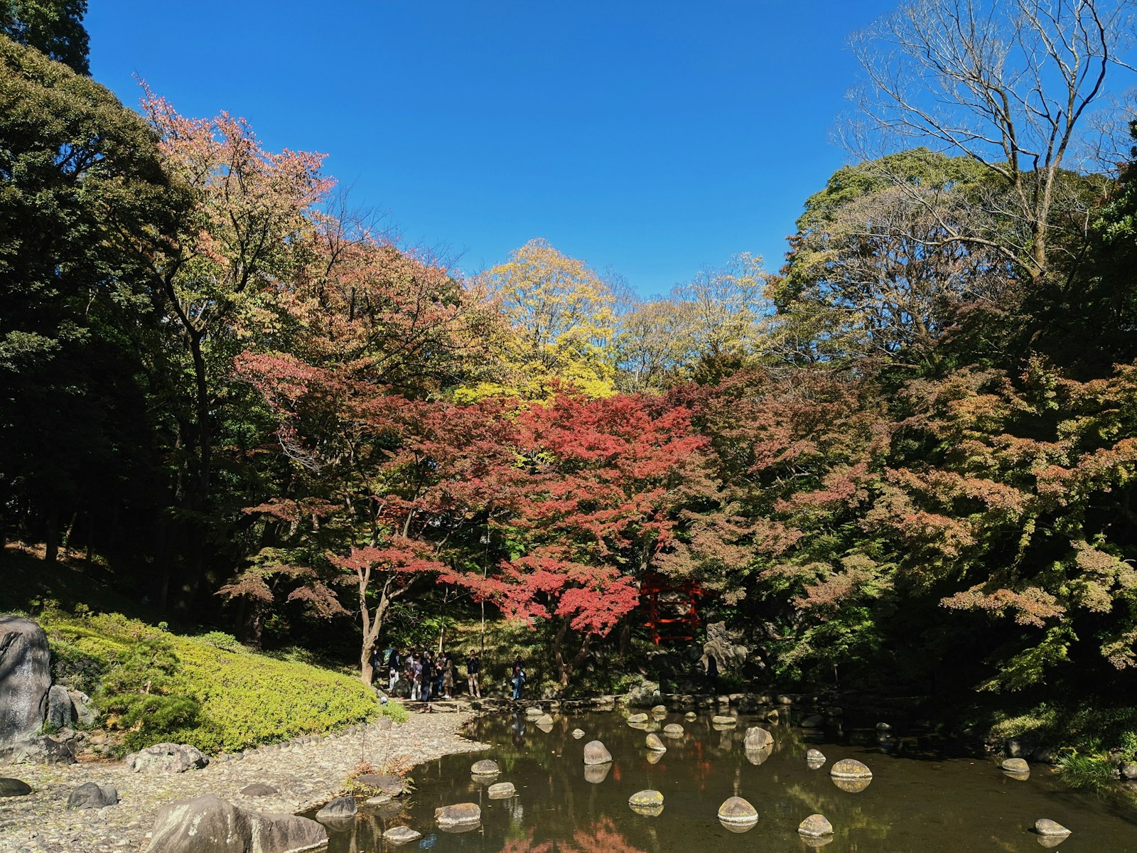 公園の紅葉