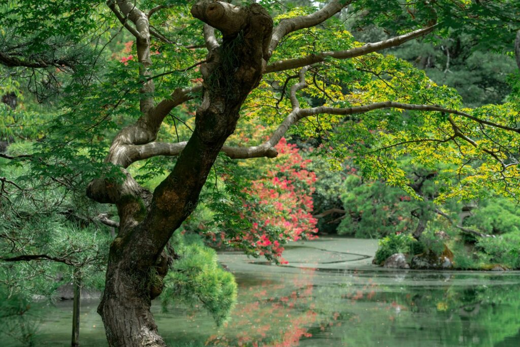 水辺に映る紅葉