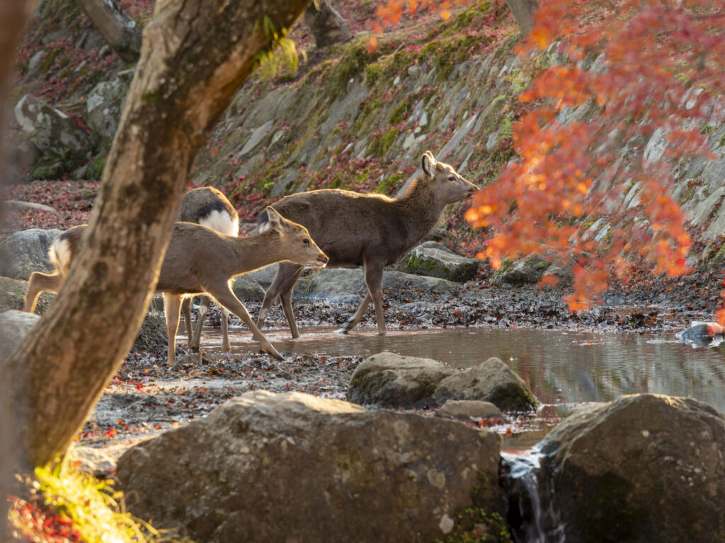 紅葉が美しい奈良公園の吉城川を歩く鹿