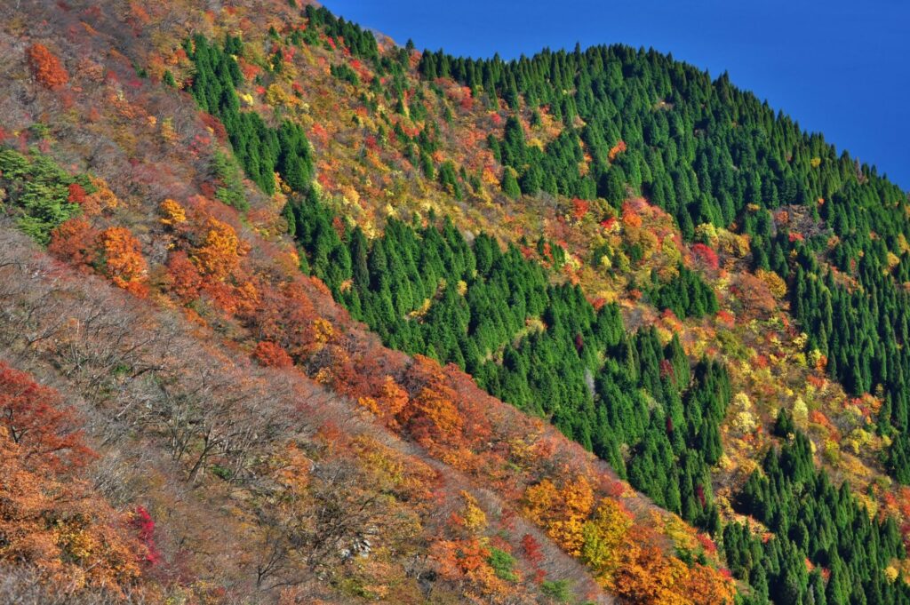 11月から紅葉の見ごろの京都