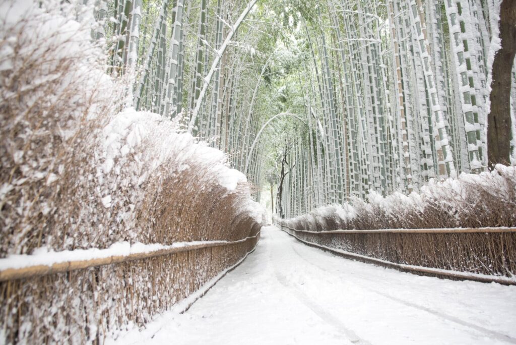 冬の嵐山の竹林の小径