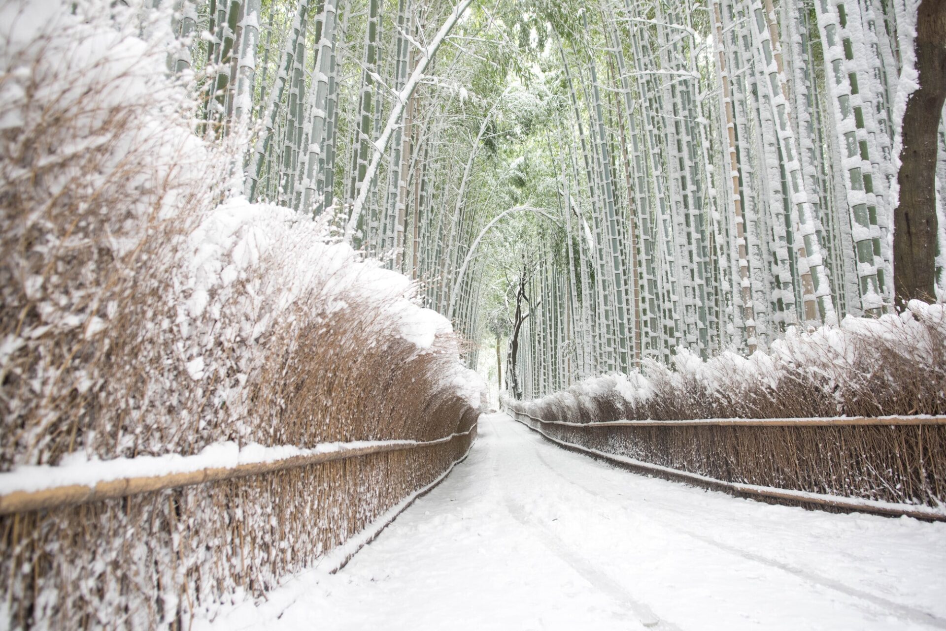 嵐山 竹林の小径の雪景色