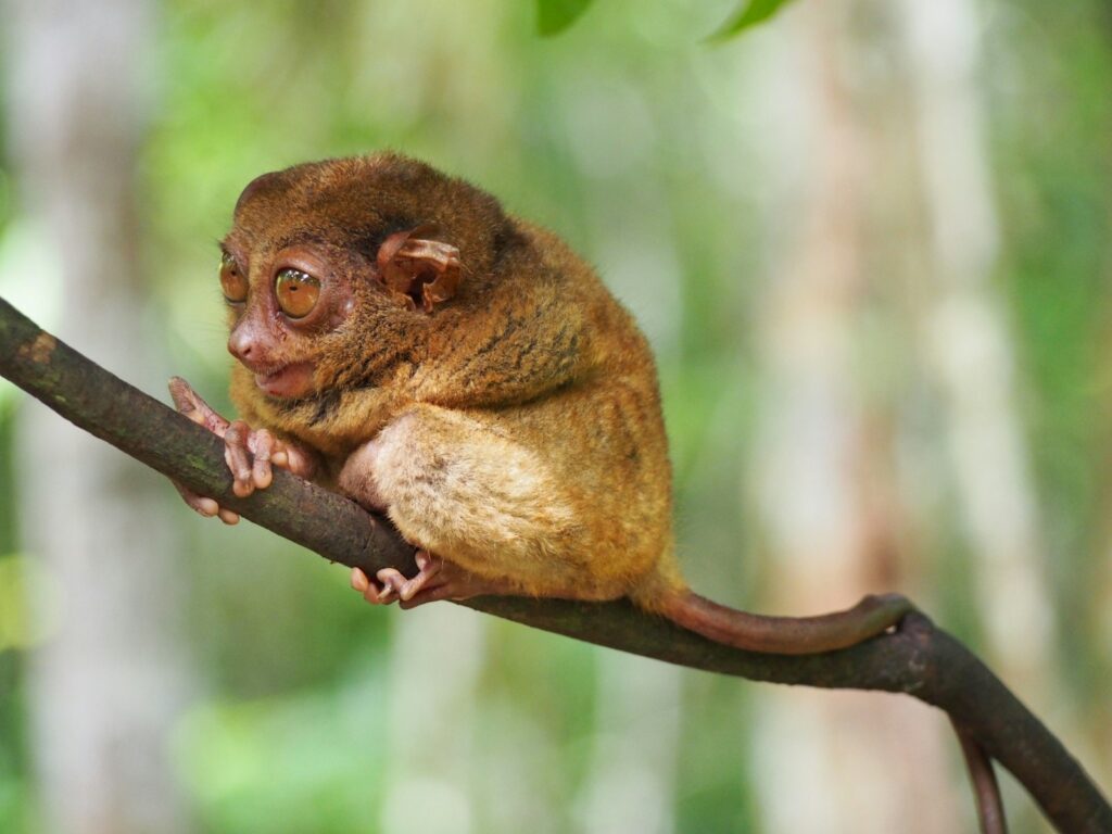 brown tarsier