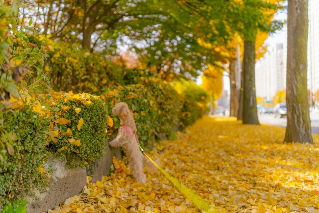 a teddy bear sitting on top of a pile of leaves