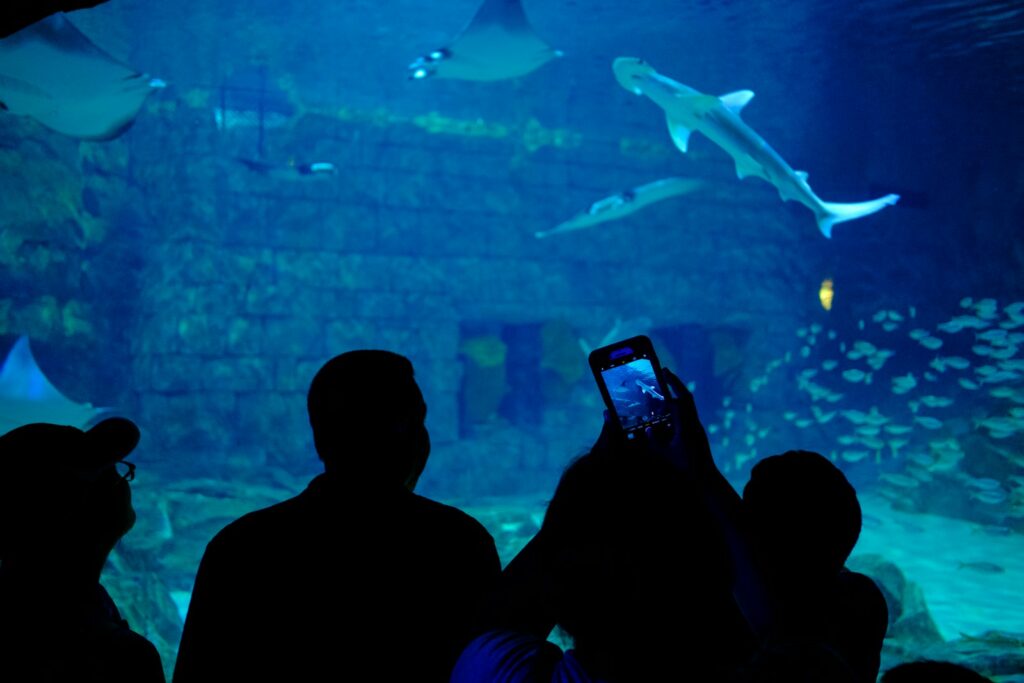 people watching sharks