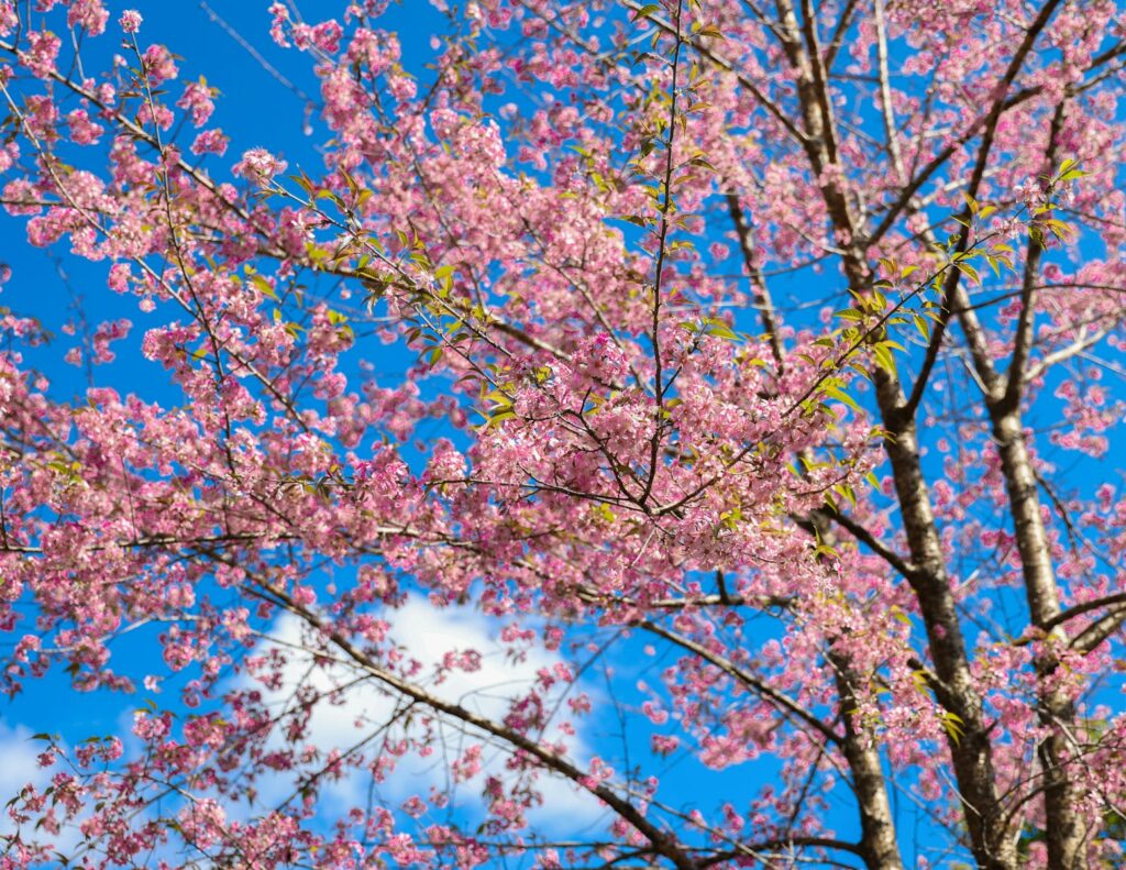 冬の空に咲く桜