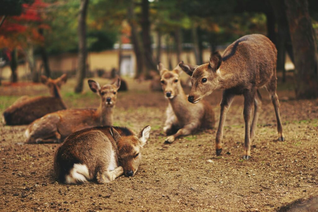 奈良公園のシカ