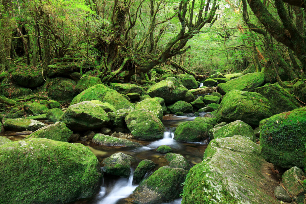 『もののけ姫』の舞台として知られる屋久島の白谷雲水峡