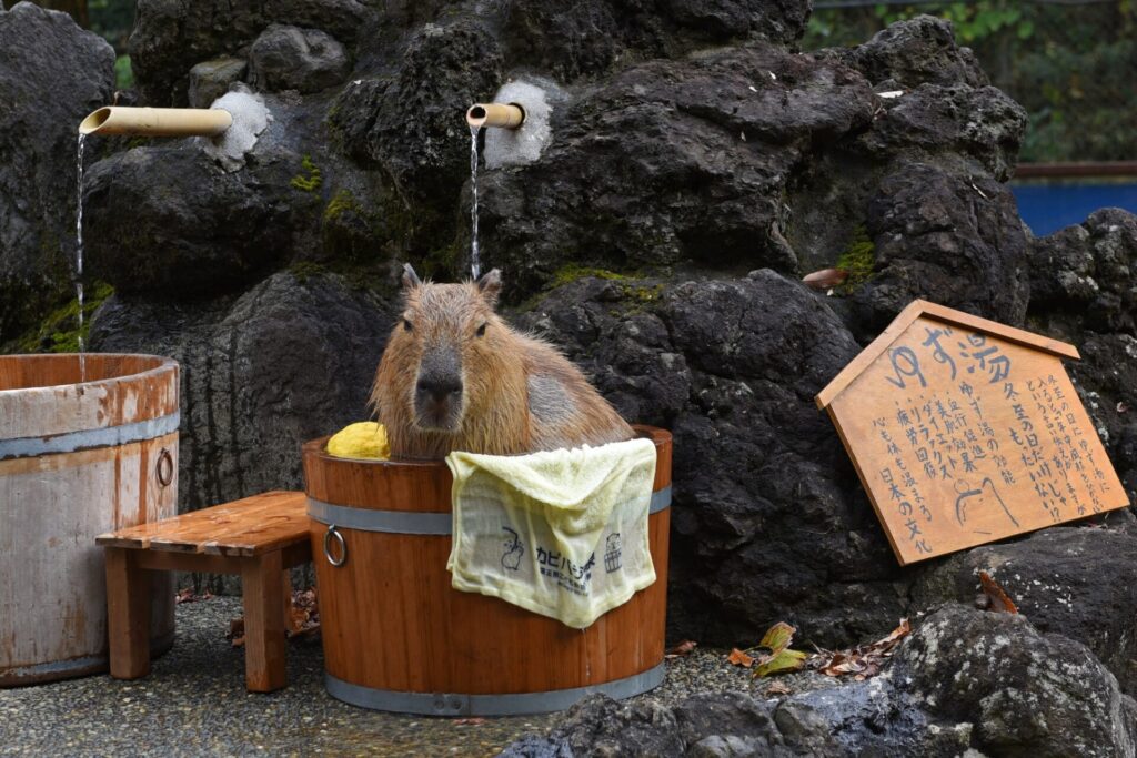 埼玉県こども動物自然公園の温泉に入るカピバラ