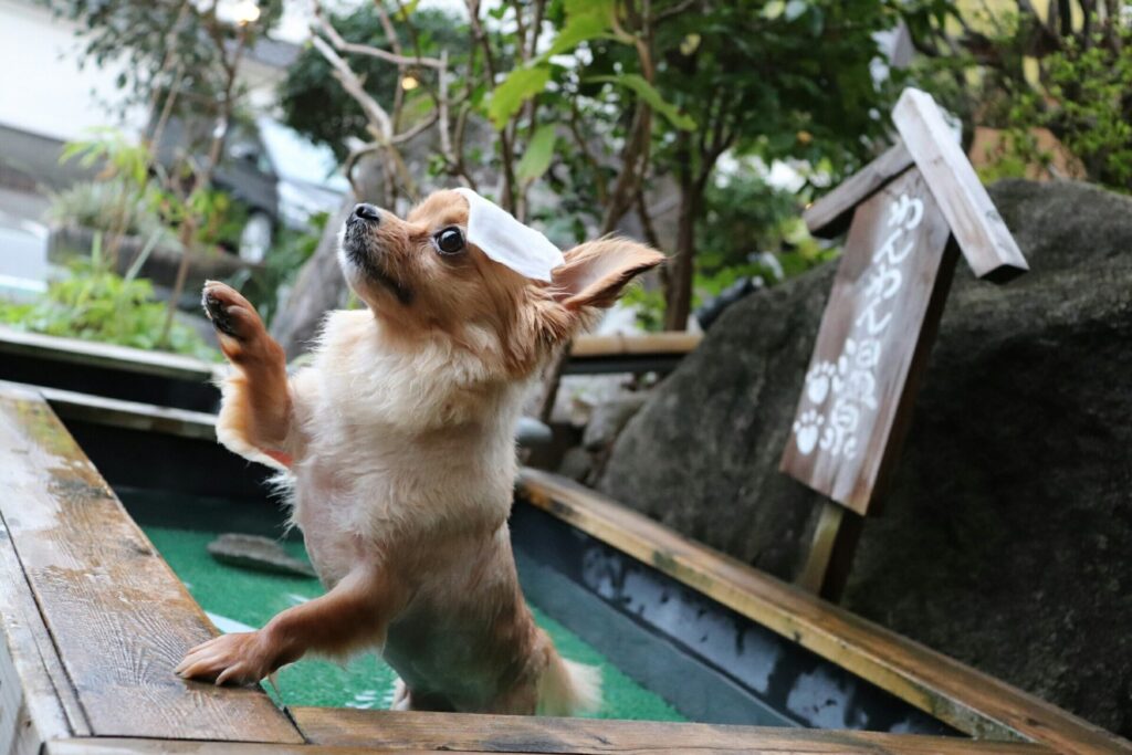 犬も入れる温泉