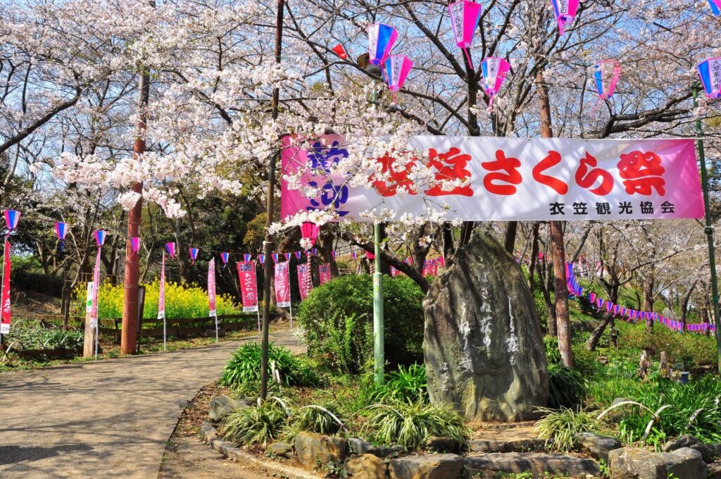 衣笠山公園の桜