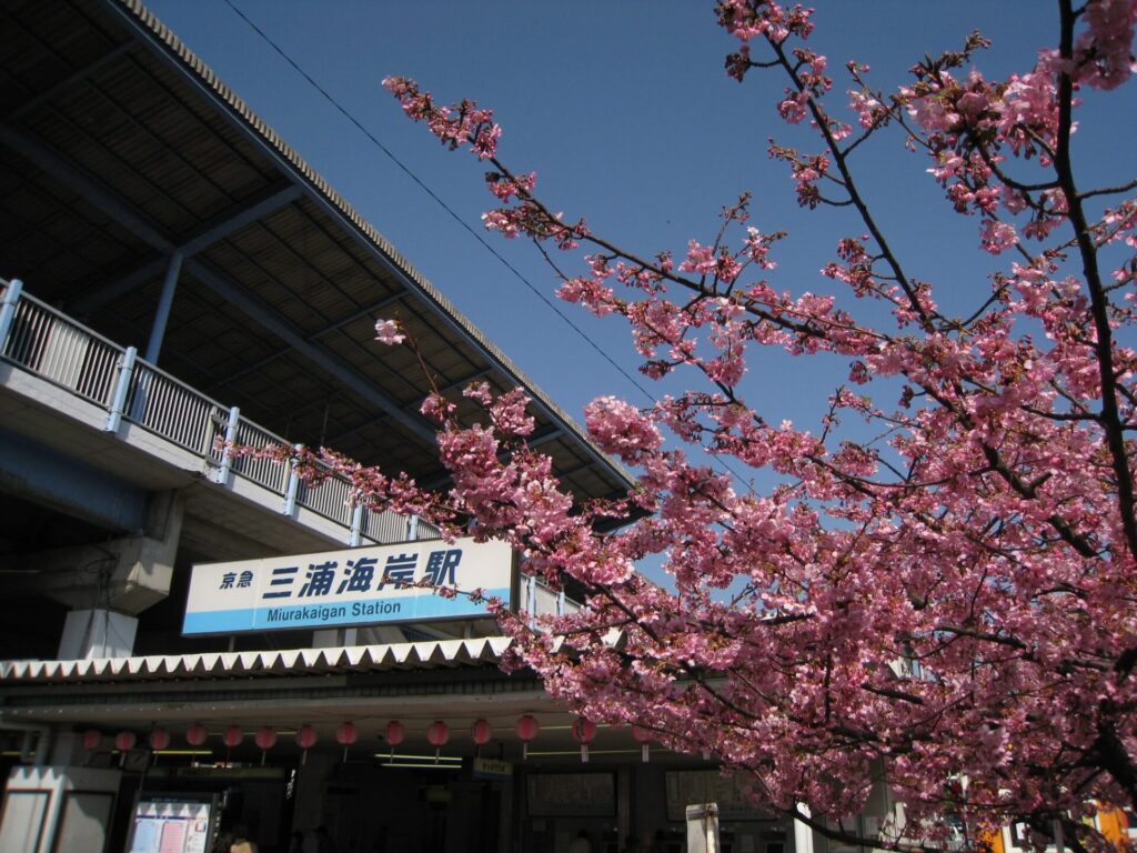 三浦海岸駅の桜