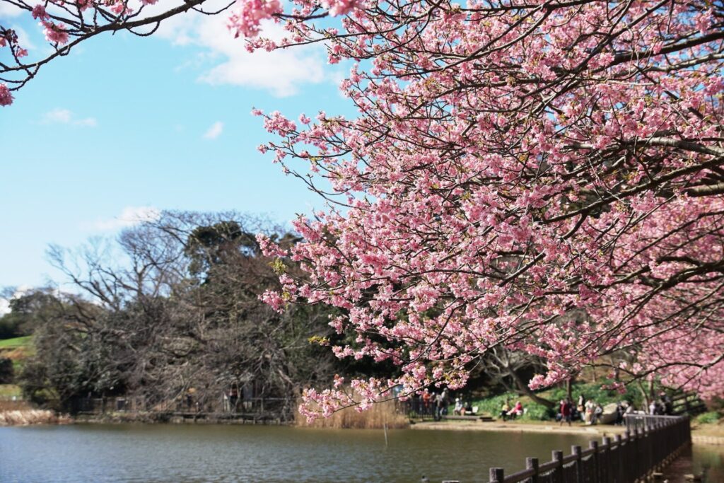 小松ヶ池公園の桜