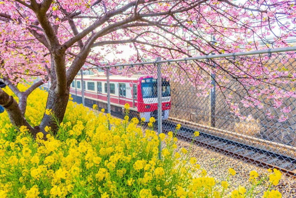 河津桜と電車